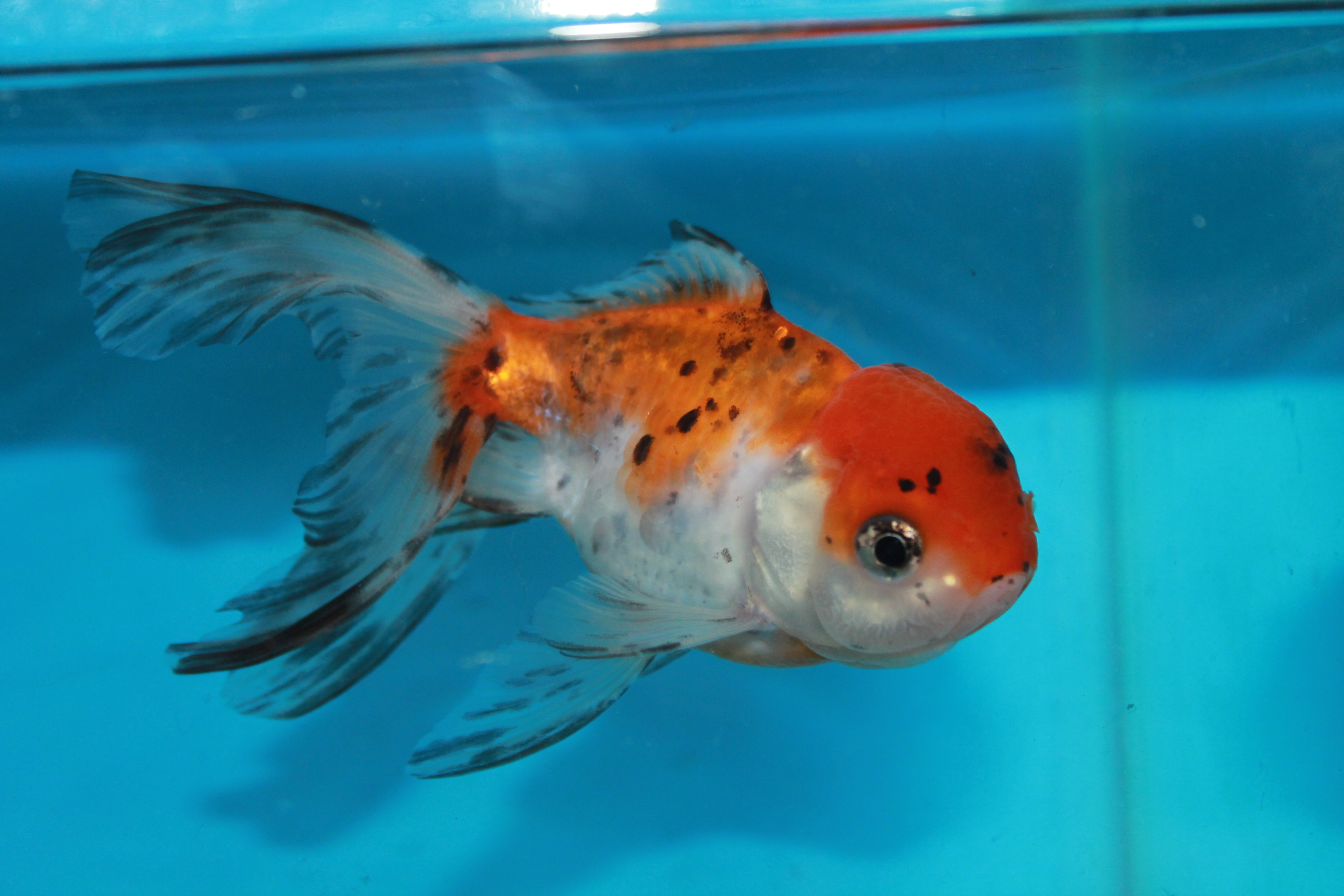 Calico Oranda 4-5″ (10 – 12.5cm)